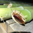 Chopping Down Bamboo (994490)