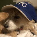 Atti Modeling a Royals Cap (997407)