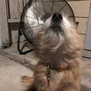 Atticus Finch! (995003)