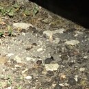 Chopping Down Bamboo (994583)