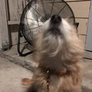 Atticus Finch! (994897)