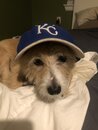 Atti Modeling a Royals Cap (994682)