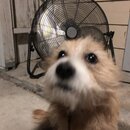 Atticus Finch! (995267)