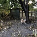 Chopping Down Bamboo (993961)