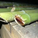 Chopping Down Bamboo (997189)