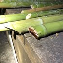 Chopping Down Bamboo (994715)