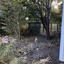 Chopping Down Bamboo (993926)