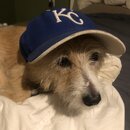 Atti Modeling a Royals Cap (995857)