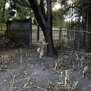 Chopping Down Bamboo (995710)