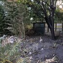 Chopping Down Bamboo (995588)