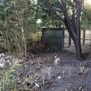 Chopping Down Bamboo (994632)