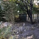 Chopping Down Bamboo (996993)