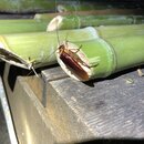 Chopping Down Bamboo (994998)