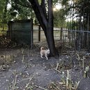 Chopping Down Bamboo (993958)