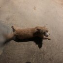 Atticus Finch! (994269)