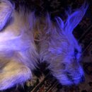 Atticus Finch! (996285)