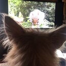 Atticus Finch! (995367)