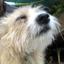 Atticus Finch! (997416)