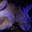 Atticus Finch! (997347)