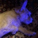 Atticus Finch! (996698)