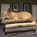 Atticus Finch! (996933)