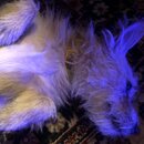 Atticus Finch! (996276)