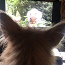 Atticus Finch! (996675)