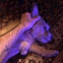 Atticus Finch! (995269)