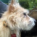 Atticus Finch! (995341)