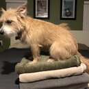 Atticus Finch! (995648)