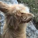 Atticus Finch! (997584)