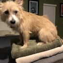 Atticus Finch! (993530)