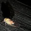 Broadmoor Bugs and Critters