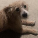 Atticus Finch! (996672)