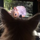 Atticus Finch! (996310)