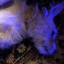 Atticus Finch! (997092)