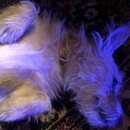 Atticus Finch! (994135)