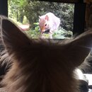 Atticus Finch! (997084)