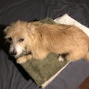 Atticus Finch! (996923)