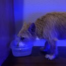 Atticus Finch! (993341)