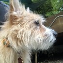 Atticus Finch! (993468)