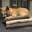 Atticus Finch! (994595)