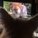 Atticus Finch! (994195)