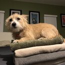 Atticus Finch! (994119)