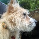 Atticus Finch! (996469)