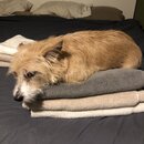 Atticus Finch! (997210)