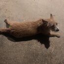 Atticus Finch! (996605)