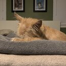 Atticus Finch! (995893)