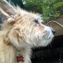 Atticus Finch! (994858)