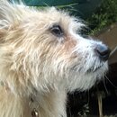 Atticus Finch! (993694)